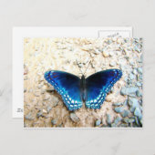 Blauer Schmetterling Postkarte (Vorne/Hinten)