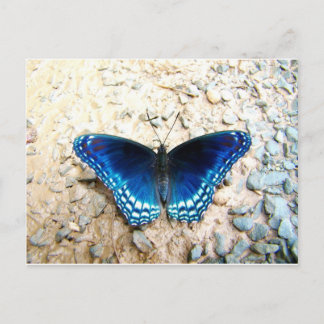 Blauer Schmetterling Postkarte