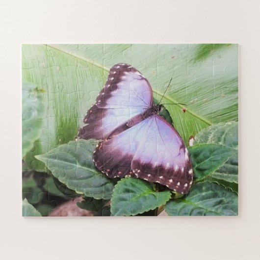 Blauer Schmetterling Puzzle (Horizontal)