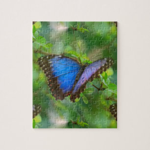 Blauer Schmetterling Puzzle