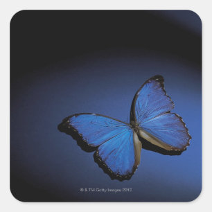 Blauer Schmetterling Quadratischer Aufkleber