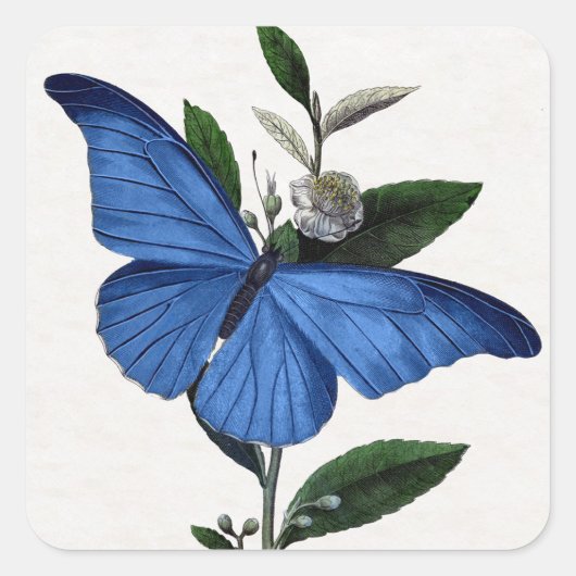 Blauer Schmetterling Quadratischer Aufkleber (Vorderseite)