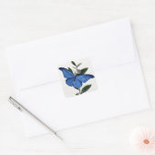 Blauer Schmetterling Quadratischer Aufkleber (Umschlag)