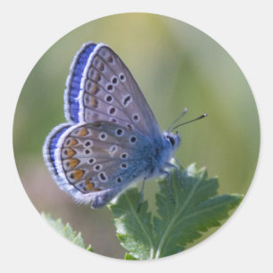 Blauer Schmetterling Runder Aufkleber
