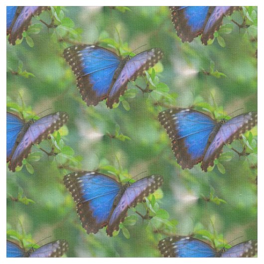 Blauer Schmetterling Stoff (Nahaufnahme)