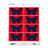 Blauer Schmetterling Thunder_Cove (Vorne)