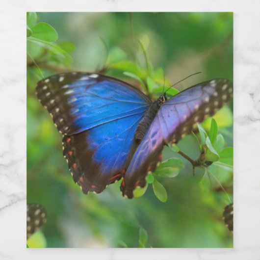 Blauer Schmetterling Weinetikett (Einzelnes Label)