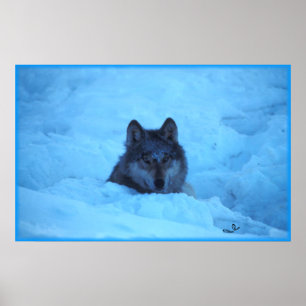 Blauer Schnee-Timberwolf-Druck Poster