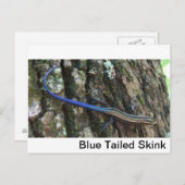 Blauer Schwanz Nah Postkarte (Vorne/Hinten)