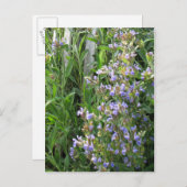 Blauer schwarzer Sage-Postkarten Postkarte (Vorne/Hinten)