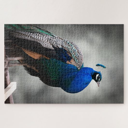Blauer Schwarzweiss-Pfau 1014 Stücke erwachsen Puzzle (Horizontal)