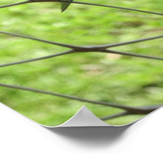 Blauer Skimmer Poster (Ecke)