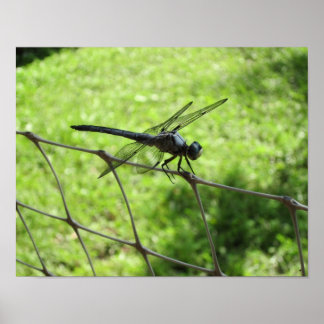 Blauer Skimmer Poster