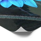 Blauer Sonnenblumenposter Poster (Ecke)