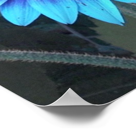 Blauer Sonnenblumenposter Poster (Ecke)