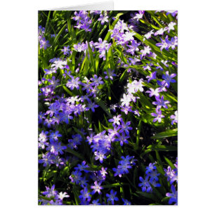 Blauer Squill Spring Blumen