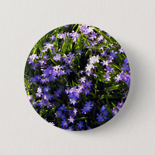 Blauer Squill Spring Blumen Button (Vorderseite)
