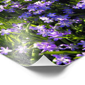 Blauer Squill Spring Blumen Fotodruck (Ecke)