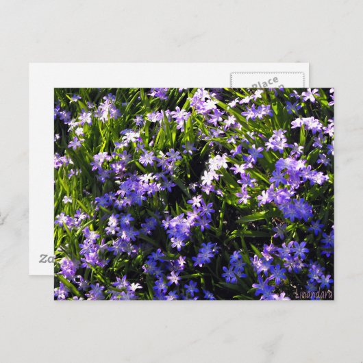 Blauer Squill Spring Blumen Postkarte (Vorne/Hinten)