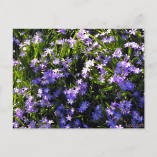 Blauer Squill Spring Blumen Postkarte
