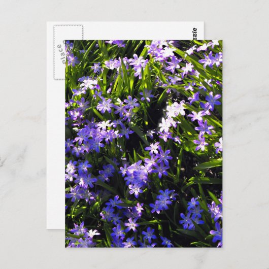 Blauer Squill Spring Blumen Postkarte (Vorne/Hinten)