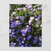 Blauer Squill Spring Blumen Postkarte (Vorderseite)