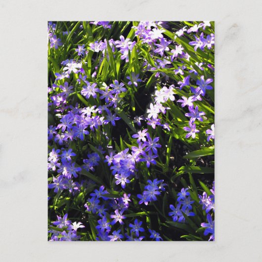 Blauer Squill Spring Blumen Postkarte (Vorderseite)
