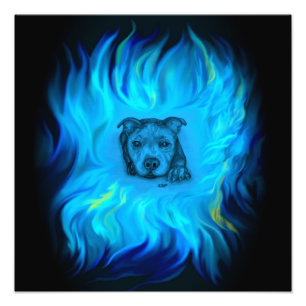 Blauer Staffy-Welpe Fotodruck