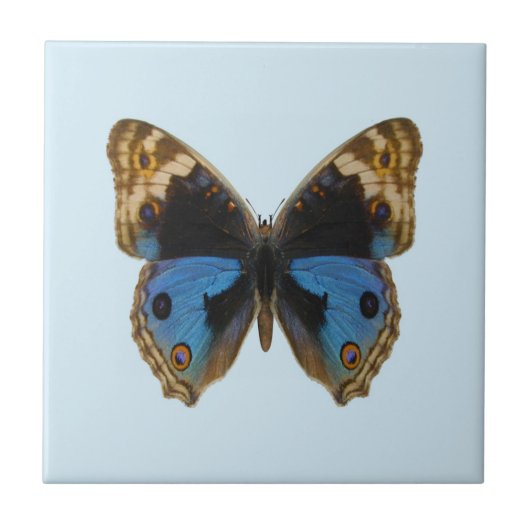 Blauer Stiefmütterchen-Schmetterling Fliese (Vorderseite)