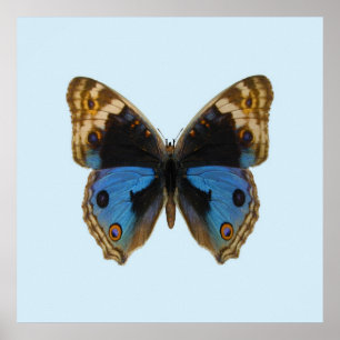 Blauer Stiefmütterchen-Schmetterling Poster