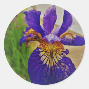 Blauer Sumpf-Schwertlilie Iris Fleur de Lys French Runder Aufkleber