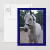 Blauer Tag - Pferdepostkarte Postkarte (Vorne/Hinten)