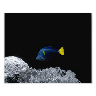 Blauer Tang Fisch Fotodruck