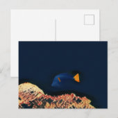 Blauer Tang Fisch Postkarte (Vorne/Hinten)