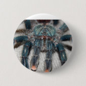 Blauer Tarantel Button (Vorderseite)