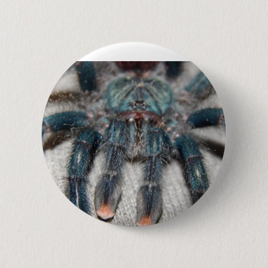 Blauer Tarantel Button (Vorderseite)