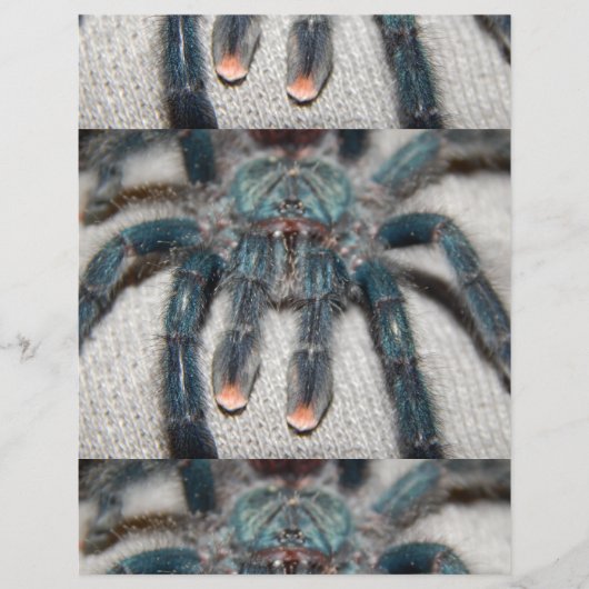 Blauer Tarantel Flyer (Vorne)