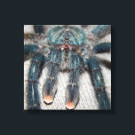 Blauer Tarantel Leinwanddruck<br><div class="desc">Spinne in der Mitte</div>