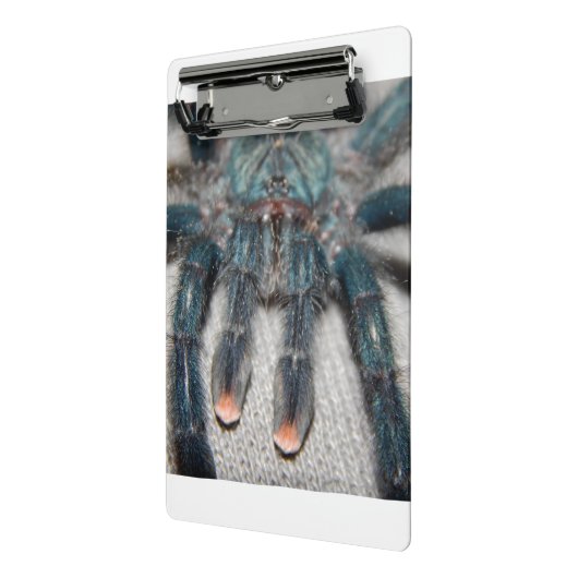 Blauer Tarantel Mini Klemmbrett (Gewinkelt2)