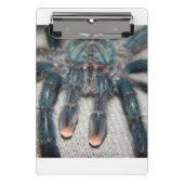 Blauer Tarantel Mini Klemmbrett (Vorderseite)