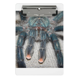 Blauer Tarantel Mini Klemmbrett