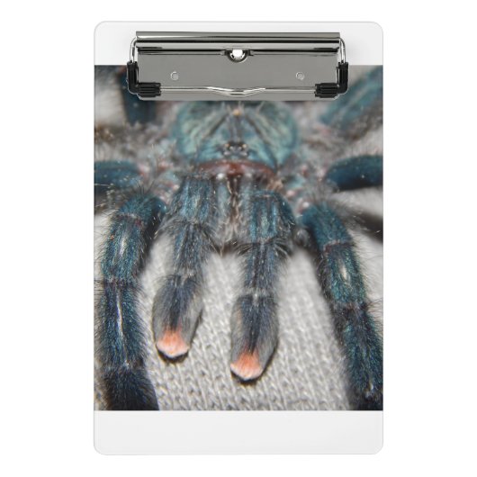 Blauer Tarantel Mini Klemmbrett (Vorderseite)