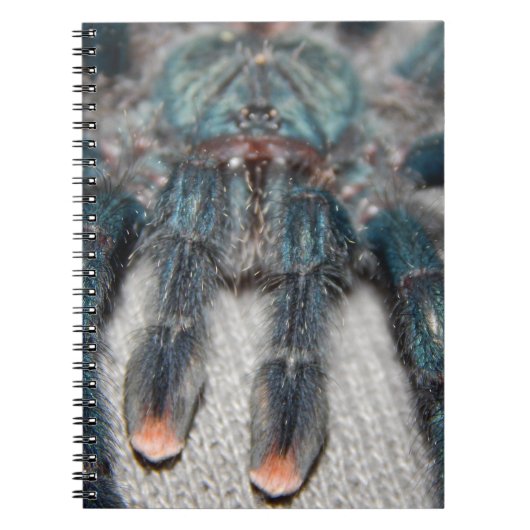 Blauer Tarantel Notizblock (Vorderseite)