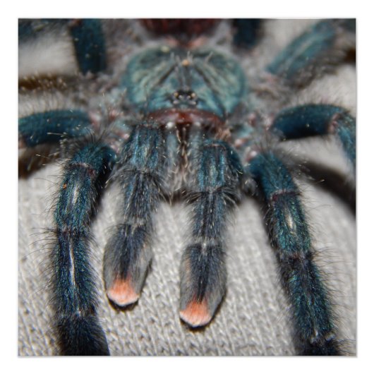 Blauer Tarantel Poster (Vorderseite)