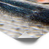 Blauer Tarantel Poster (Ecke)