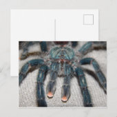 Blauer Tarantel Postkarte (Vorne/Hinten)
