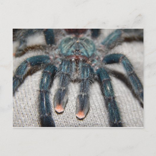 Blauer Tarantel Postkarte (Vorderseite)