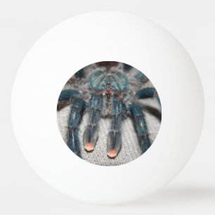 Blauer Tarantel Tischtennisball