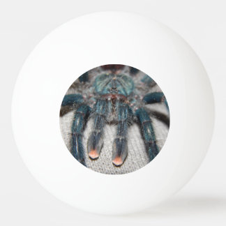Blauer Tarantel Tischtennisball