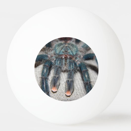 Blauer Tarantel Tischtennisball (Vorderseite)